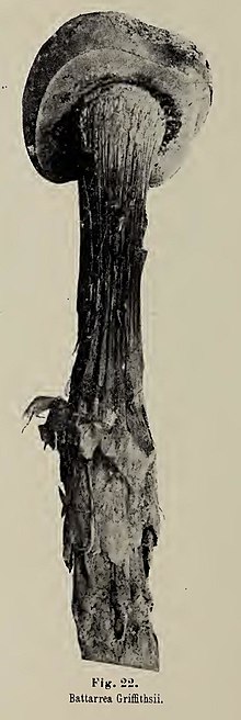 Old side image in grayscale showing the side of a specimen