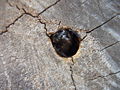 Female carpenter bee in her nest