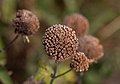 Image 19Bee balm seedhead