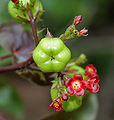 Jatropha gossypiifolia a Hyderabad, India.