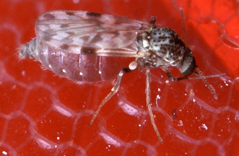 File:BitingMidge.jpg