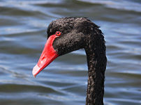 A wild black swan Cygnus atratus .