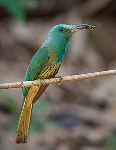 Nyctyornis athertoni athertoni