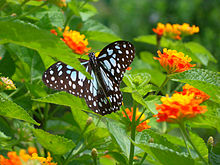 Blue tiger (Tirumala limniace).jpg