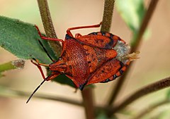 Tamsiaūsė skydblakė (Carpocoris fuscispinus)