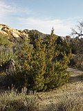 Miniatura para Juniperus californica