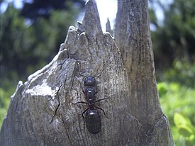 Metsähevosmuurahainen (Camponotus herculeanus)