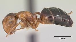 Camponotus mississippiensis