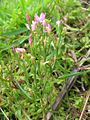 Centaurium pulchellum - Habitus