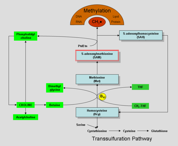 Choline-metaboism