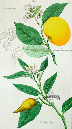 Από την Flora Universalis του David Dietrich, που δημοσιεύθηκε το 1831 από τον August Schmid στην Jena, Γερμανίας. Πλάκα χαλκογραφίας, χρωματισμένη με το χέρι.