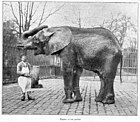 Éléphant et son gardien (jardin des Plantes).