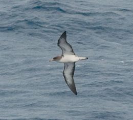 Mediterrán vészmadár (Calonectris diomedea)