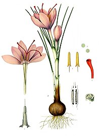 Crocus sativus (saffron crocus) botanik deseni, Kohler's Medicinal Plants kitabından (1887).