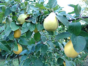 Quince foliage and ripening fruit
