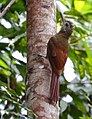 Dendrocolaptes certhia juruanus, Careiro, Amazonas, Brasil.