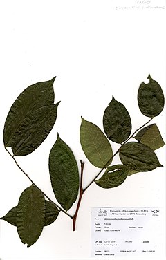 Description de l'image Distemonanthus benthamianus (GH0251).jpg.