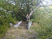 Dolmen d'Auriac no 1