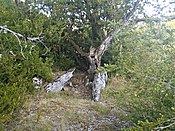 Dolmen Auriac