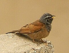 Description de l'image Emberiza sahari 3.jpg.