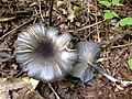 !Entoloma velutinum!