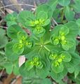 Die Sonnenwend-Wolfsmilch (Euphorbia helioscopia) zeigt eine scheindoldige Anordnung der Cyathien