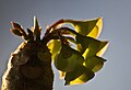 Euphorbia millotii flower.jpg