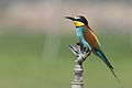 European Bee-eater photographed at Dibba, United Arab Emirates.