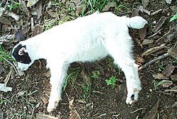 A young fainting goat in the midst of a myotonic "fainting" spell.