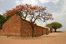 Delonix regia no Mali