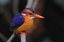 African pygmy kingfisher, showing coloration shared by all adults of that species to a high degree of fidelity. Flickr - Rainbirder - African pygmy-kingfisher (Ceyx pictus).jpg