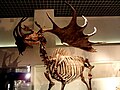 オオツノシカ（Megaloceros giganteus）の骨格標本。（国立科学博物館）