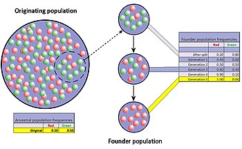 When very few members of a population migrate to form a separate new population, the founder effect occurs. For a period after the foundation, the small population experiences intensive drift. In the figure this results in fixation of the red allele. Founder effect with drift.jpg