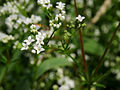 Galium uliginosum near Rokach River