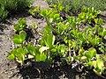 Cotyledon macrantha