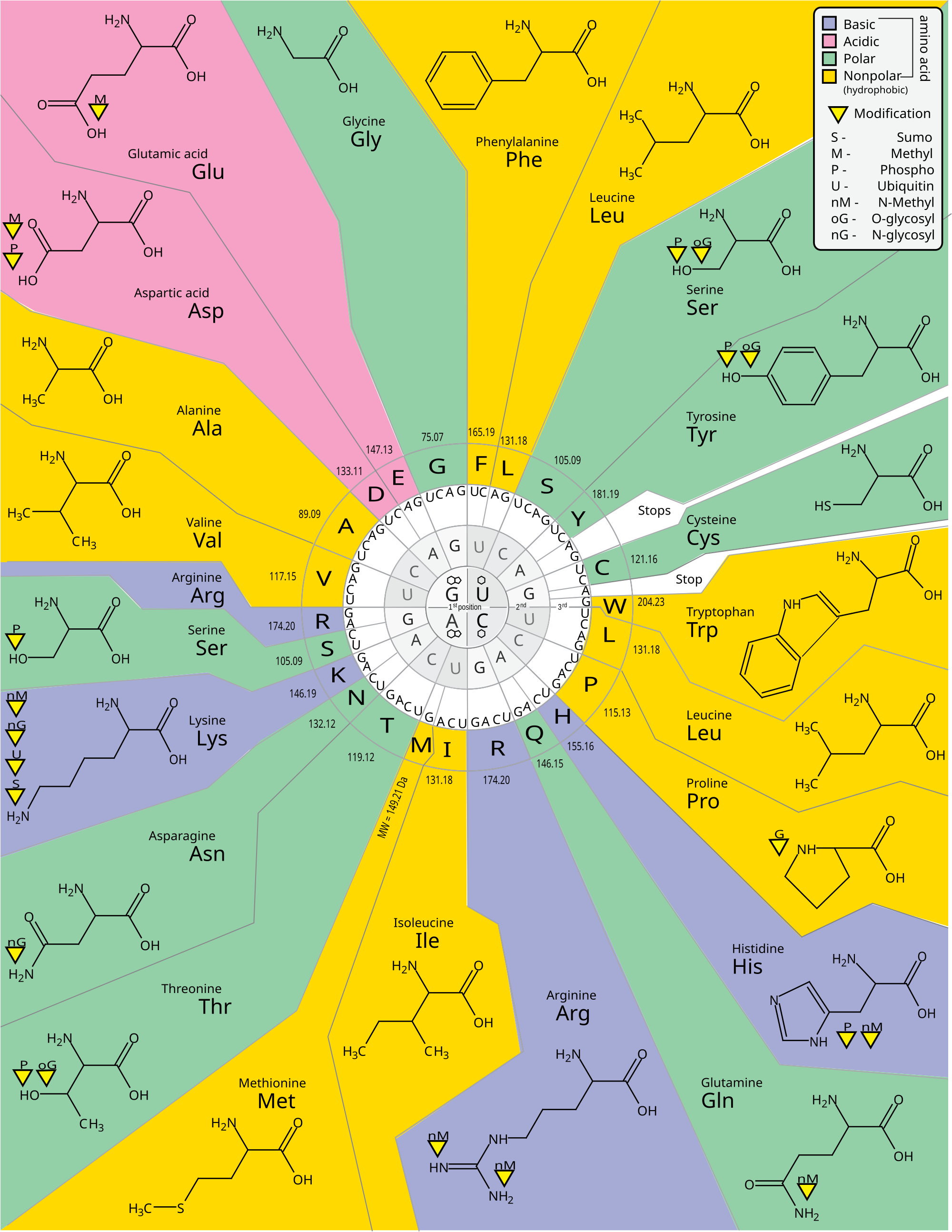 Genetic Code with Amino Acid Type