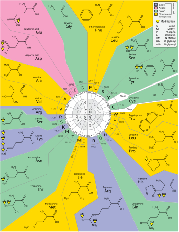 The standard genetic code specifies a set of 20 different amino acids from triplet arrangements of the four different RNA nucleobases (A, G, C, and U). To read this chart, choose one of the four letters in the innermost ring and then move outward, adding two more letters to complete a codon triplet: a total of 64 unique codons can be made this way, 61 of which signal the addition of one of the 20 amino acids (identified by single-letter abbreviation as well as by full name and chemical structure) to a nascent peptide chain, while the remaining three codons are stop codons signalling the termination of translation. Also indicated are some of the chemical properties of the amino acids and the various ways in which they can be modified. GeneticCode21-version-2.svg