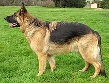 225px-GermanShep1_wb.jpg