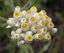 Also California cudweed