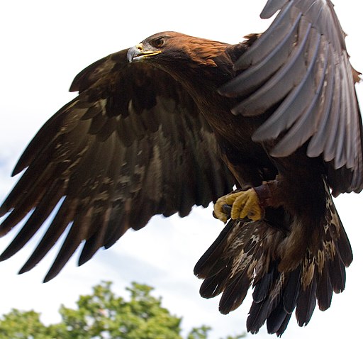 Golden Eagle in flight - 5