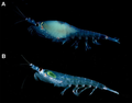 October 2: Inside krill one can see (A) pregnancy (B) phytoplankton