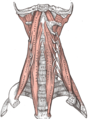 The anterior vertebral muscles.