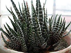 Description de l'image Green plant with white spots.JPG.