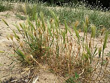 Touffe d'Hordeum murinum ou orge des rats ou encore orge sauvage (autre fournisseur d'espigaous typiques).