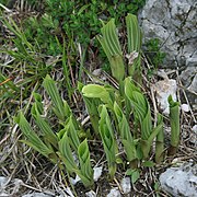Urui (Hosta sieboldiana var. sieboldiana auch Graublatt-Funkie) (junge Sprossen)