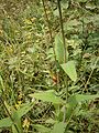 Hypericum montanum leaf