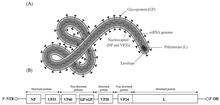 Structura e genoma de Orthoebolavirus