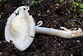 !!!Inocybe fibrosa!!!