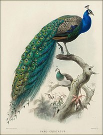 Pavo cristatus