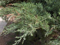 Juniperus x pfitzeriana